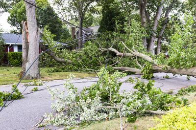 Fallen Branch Removal