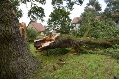Fallen Branch Removal