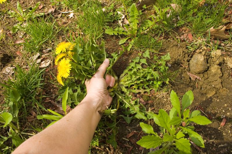 Garden Deweeding