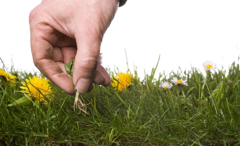 Garden Deweeding