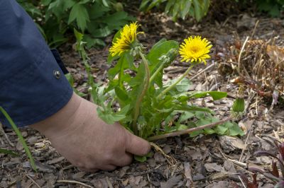 Garden Deweeding
