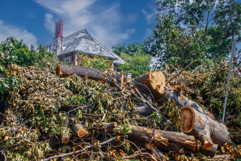 Tree Debris Removal