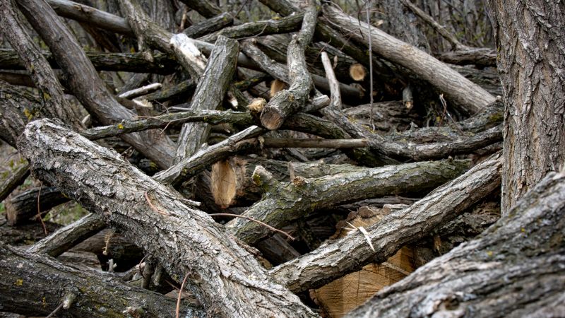 Tree Debris Removal