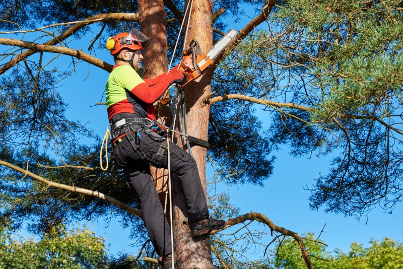 Tree Limb Removal Equipment