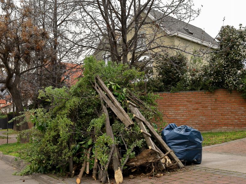 Tree Debris Removal